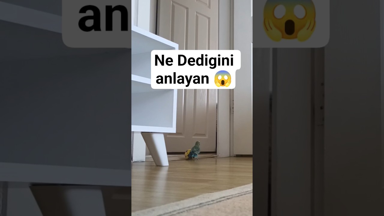 Ne Dediğini Anlayan Yorum Yazsın 😁 #muhabbetkuşu #talkingparot #talkingparot #birds #budgies