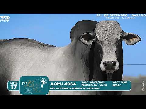 LOTE 17   AQMJ 4064