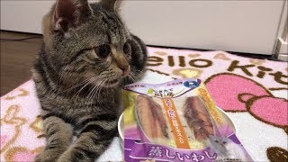 いわしに驚きの食い意地を見せつける子猫