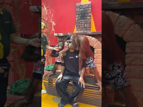 കുരങ്ങന്റെ ഒരുമ്മ 😂🦧🙊