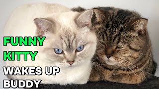 Cute Cat Wakes Up a Buddy in a Funny Way