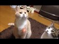 ドギーマン じゃれ猫 LEDにゃんだろー光線；猫おもしろ動画