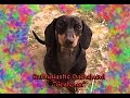 Enthusiastic Dachshund Destructo Puppy - 6 months of Love #7