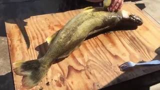 How to clean a nice Walleye