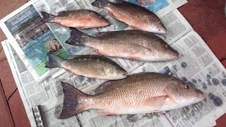 How To Clean Mangrove Snappers Whole