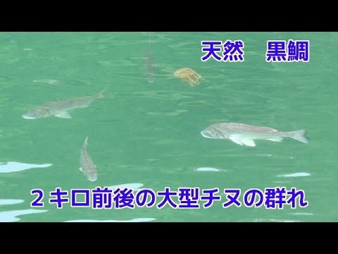 天然 ２キロ前後の大きなチヌの群れ 大型クロダイ 黒鯛 大群 釣り Youtube