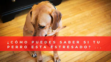 ¿Cómo sé si mi perro está estresado?