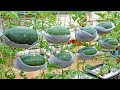 Growing watermelon hanging hammock for beginners fruit is big and sweet