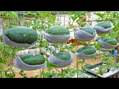 Growing watermelon hanging hammock for beginners, Fruit is big and sweet