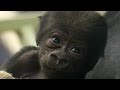 CUTE: Adorable baby gorilla meets his sister!