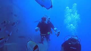 Diving the Zenobia Shipwreck in Cyprus | An Unforgettable Scuba Adventure