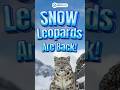 🐆 India’s 1st Snow Leopard Census 🌨️ | The “Ghost” of Himalayas!