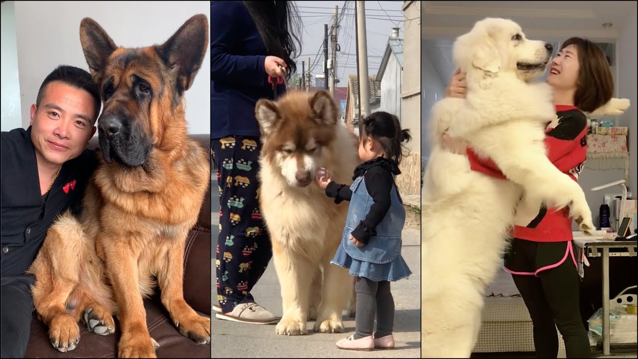 Super big dogs around the world!!! - YouTube