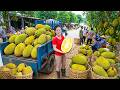 Timelapse | Massive Jackfruit Harvest Loaded by Truck From Rural Villages to Local Market
