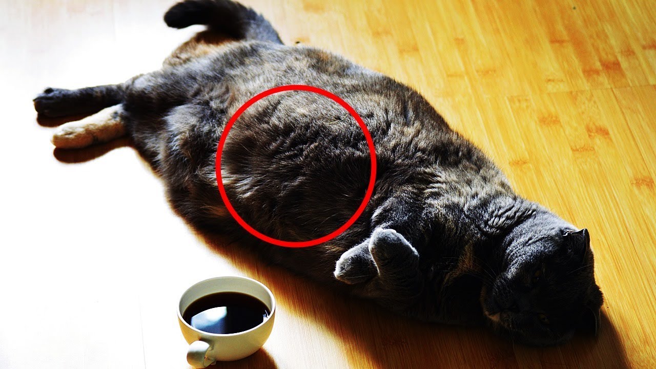 Kitty Cat Pregnancy Kitties React to Pregnancy Pregnant Cat Videos AnimalTubeShow Part1