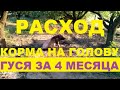 РАСХОД КОРМА НА ГОЛОВУ ГУСЯ ЗА 4 МЕСЯЦА