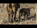 Female Asian Elephant in the wild with calf