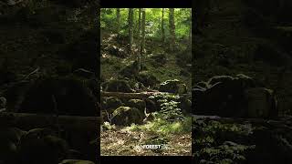 Beech Forest Summer Season Scans