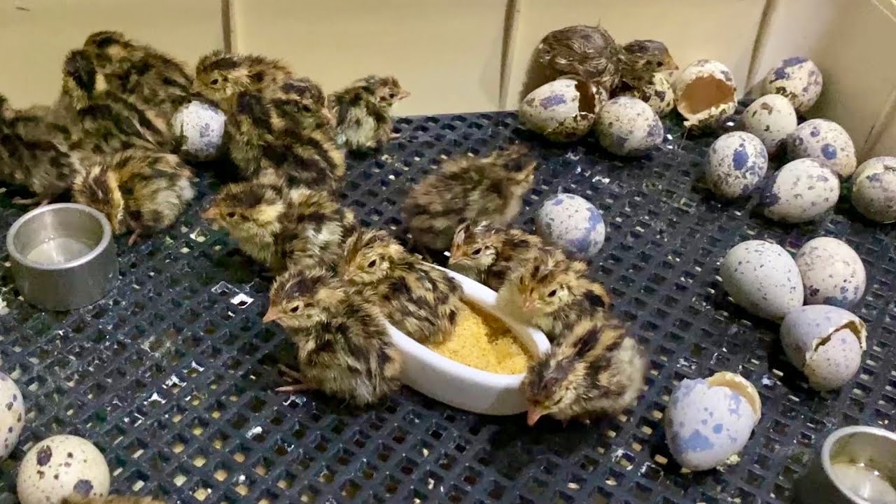 So many quail have hatched! - YouTube