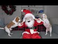 Dogs Think Santa Is Intruder Funny Dogs Maymo Potpie Penny Holiday Battle W Santa Claus
