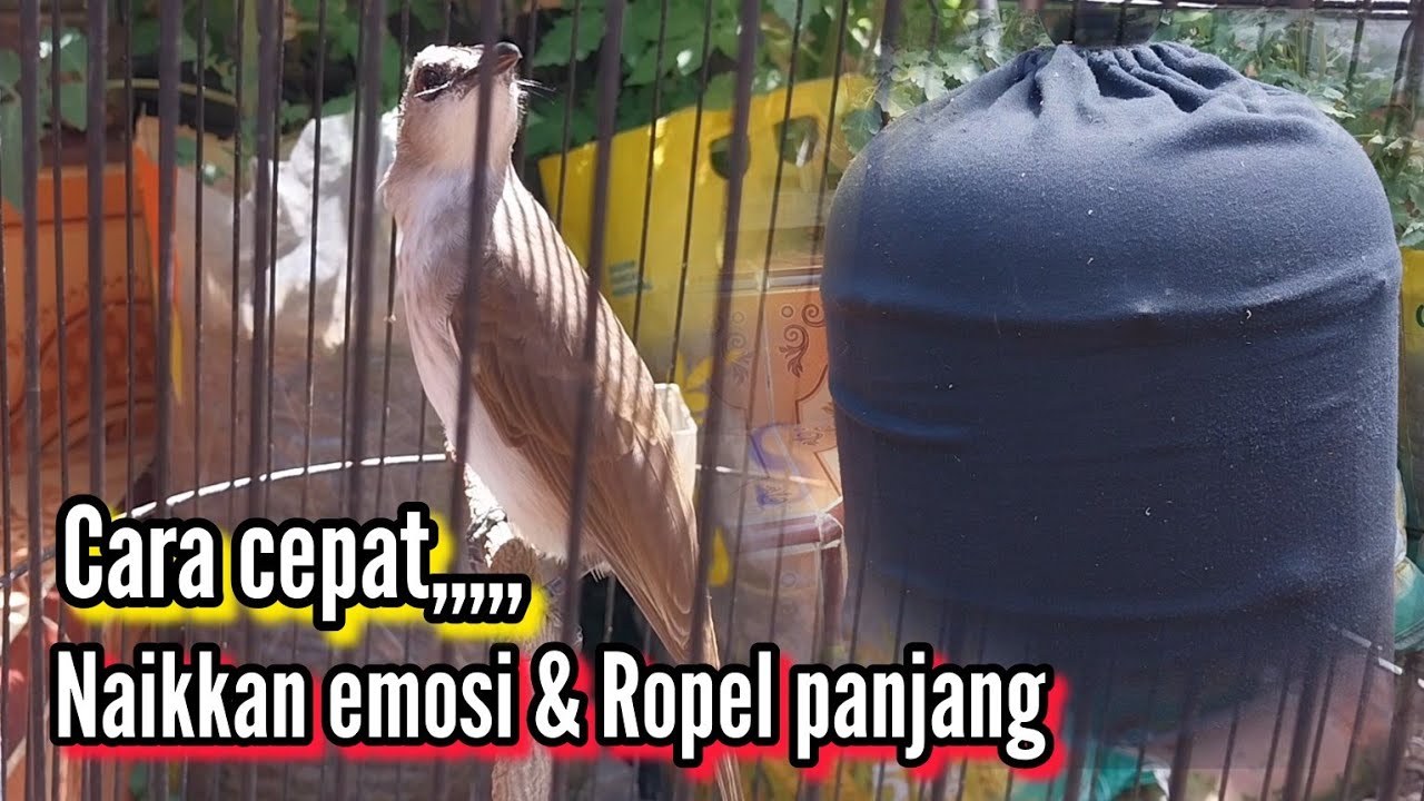 Cara cepat menaikan emosi & agar trucukan ropel panjang‼️