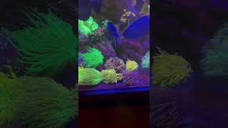 My Torch Corals Garden