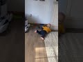 Baby Gets Startled After Setting Off Automatic Robotic Vacuum Cleaner 1165870 Baby Gets Startled After Setting Off Automatic Robotic Vacuum Cleaner 1165870