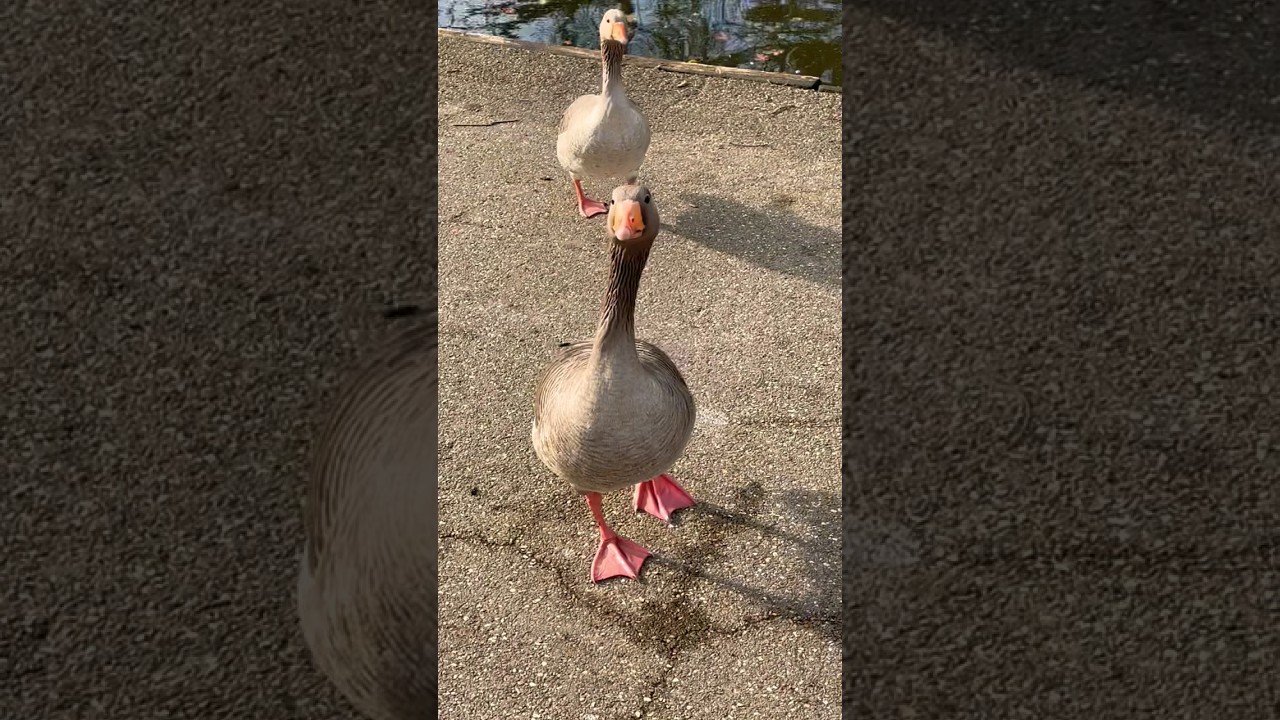 2 darling, Greylag 