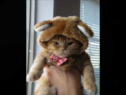 kittens-wearing-funny-hats-(cute-cat-pictures-with-funny-song)