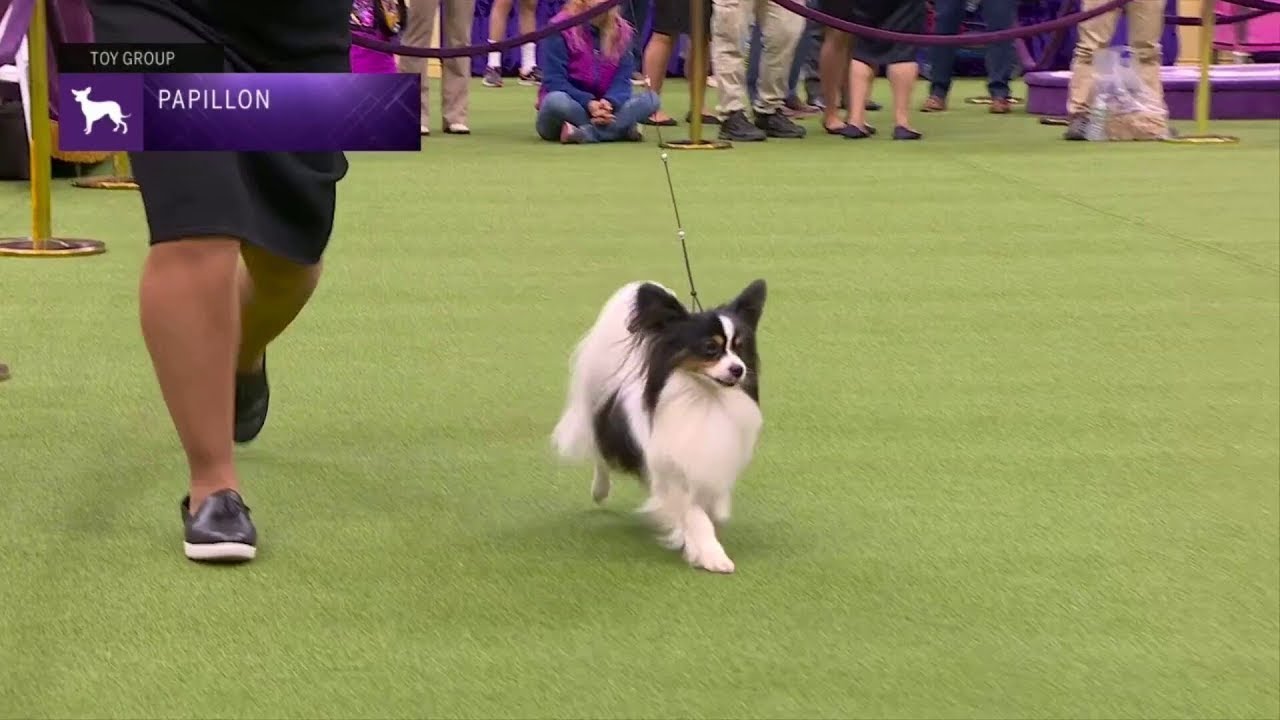 Papillons | Breed Judging 2023