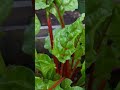 container gardening #gardening #gardenlover #vegetablesgarden #containergardening #healthy eating