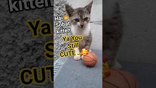 Download Lagu Tunggu dulu olga yu🏀#catlovers  #kitten #puppy #funny #pets #cute #cat #shortvideo #ytshorts MP3
