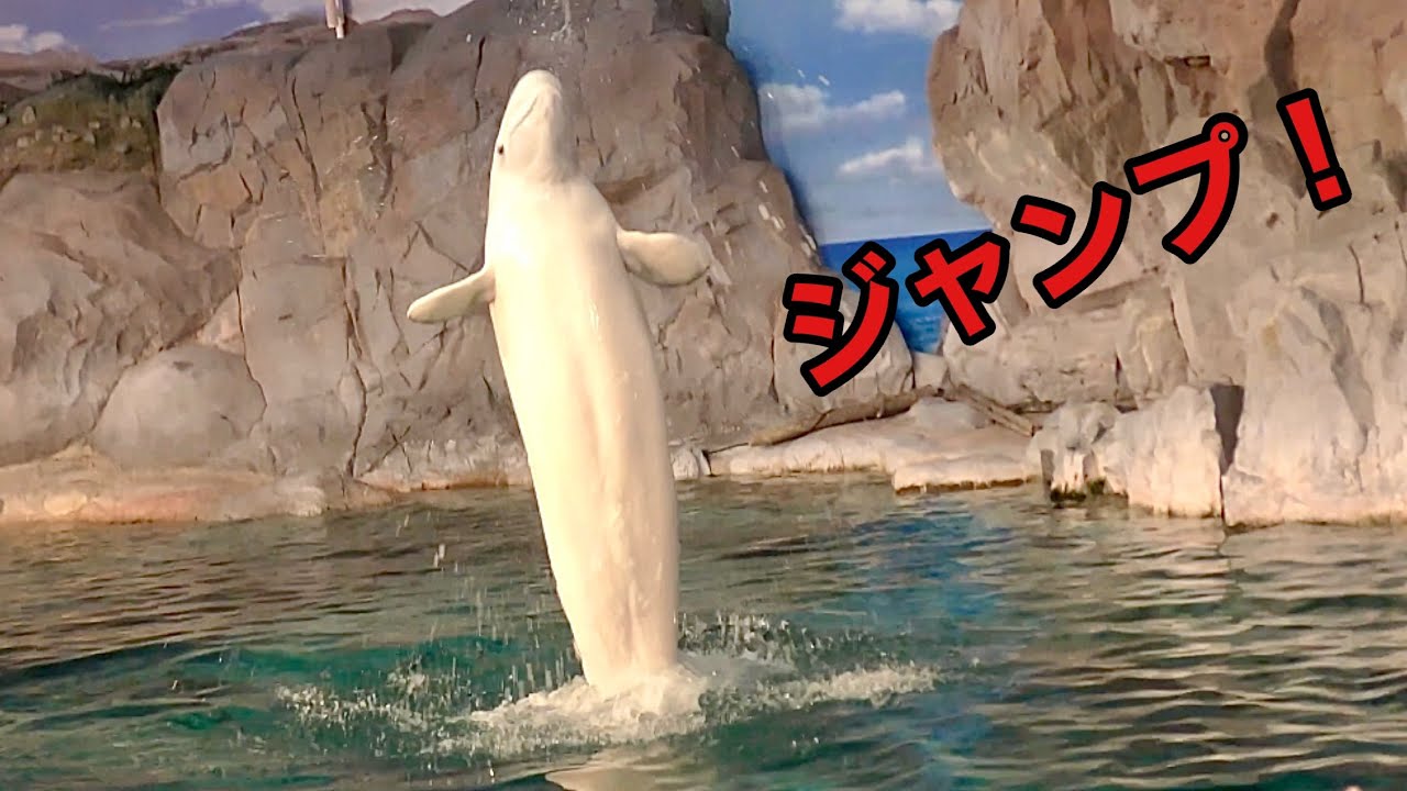 ベルーガの華麗なジャンプです【名古屋港水族館】Beluga Port of