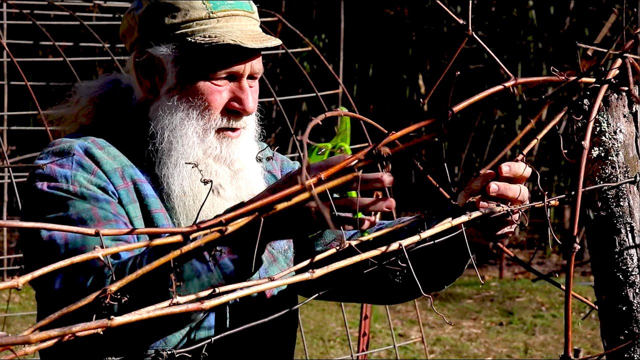Pruning Grapes to the FourArm Kniffin System PLUS Dog Tricks! YouTube