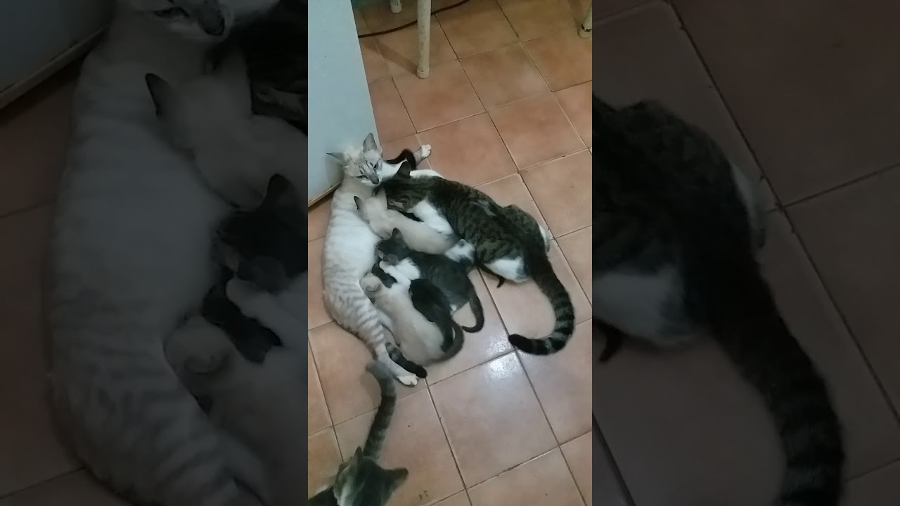 25 Gatos Grandes Mamando 