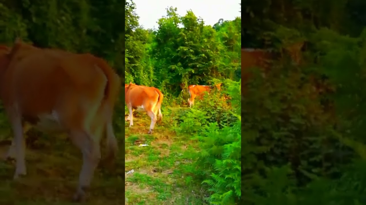 watch beautiful native cow reaction 