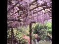 久石譲　Joe Hisaishi - Birthday