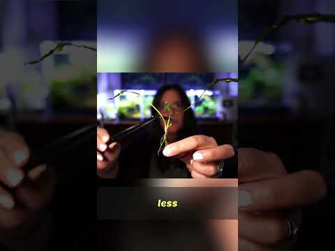 Fragile Crypt Stems: Planting Tips for Healthy Growth