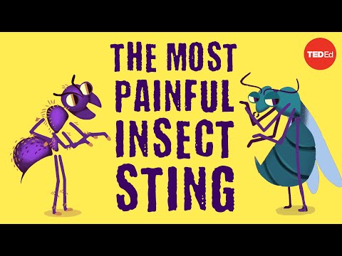 Video: Apakah nama sebenar sting?