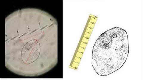How to make scale bars for your biological sketches!