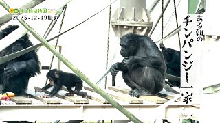 東山動植物園公式】ある日のチンパンジー一家《 チンパンジー 》 - YouTube