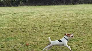 Jack Russell Terrier Katie Rushill Fran Catching A Ball