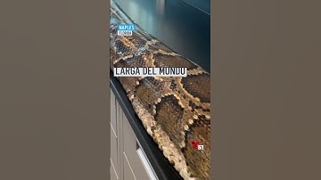 La pitón de Birmana más larga del mundo documentada fue capturada en Naples⁠