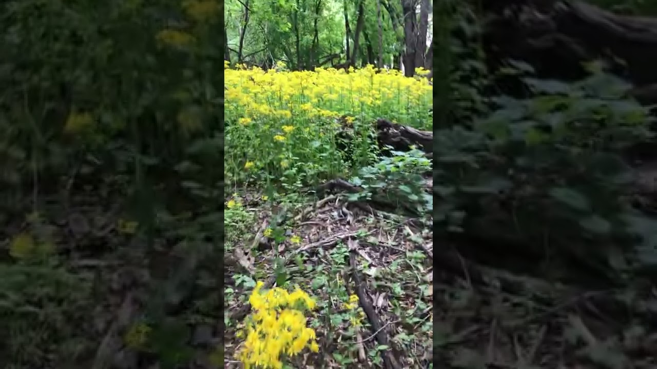 🌼 Butterweed Flowers