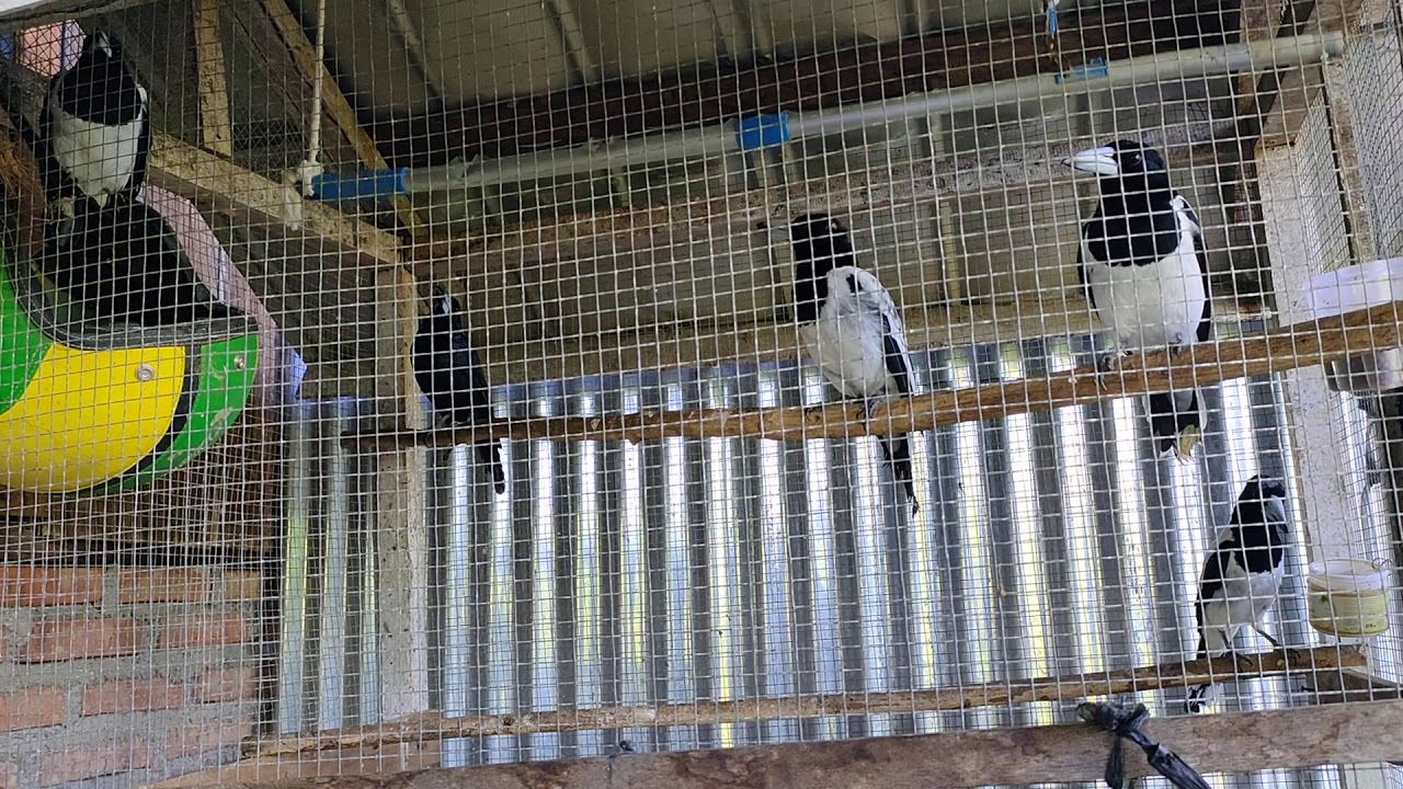Kandang Koloni Jagal Papua - YouTube
