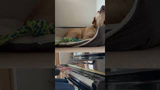 My dog covers Billy Joel! Turn The Lights Back On. #musicdogs #billyjoel #comedy