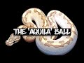 The 'Acquila' Ball Python