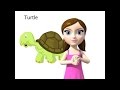 Turtle - ASL sign for Turtle - animated