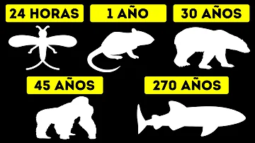 ¿Qué animal tiene la vida más larga?