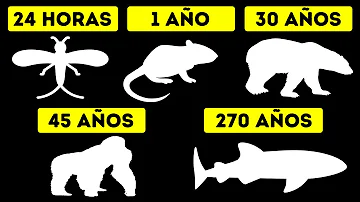 ¿Qué animal puede vivir más tiempo?